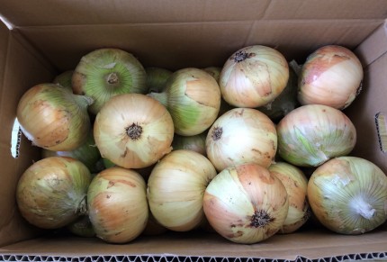 20140523さんちゃんより